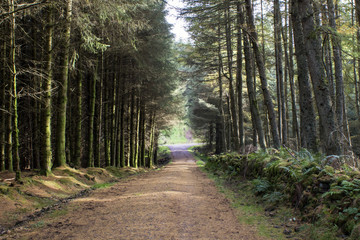 A forest road 