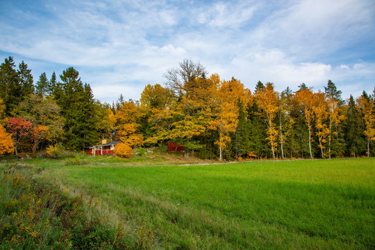 Gorgeous view of countryside landscape on autumn day. Green yellow trees and green grass field on blue sky with white clouds background.