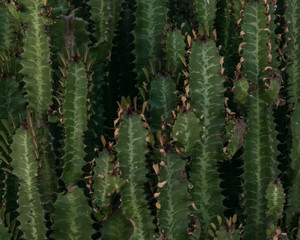 Cactus pattern