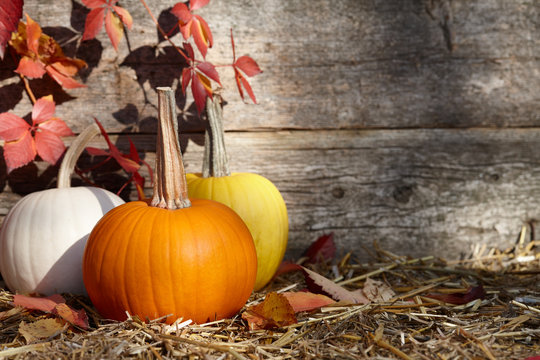 Colorful fall pumpkins on old planks background, copyspace