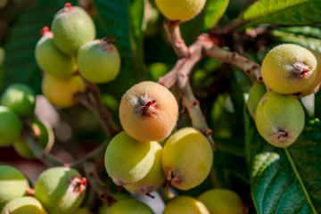 Medlars on a tree