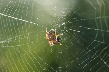 Spider in Web