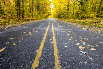 Fototapeta premium The Open Road. Two lane highway through a lush autumn forest blazing with fall color disappears over the horizon.