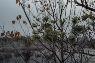Pine branch and needles and birch leaves covered in morning frost, close-up, winter morning.