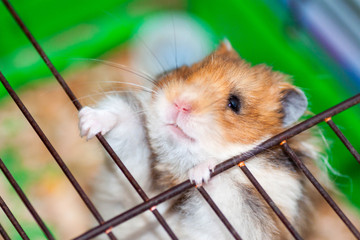 Syrian Hamster trying to escape from the cage