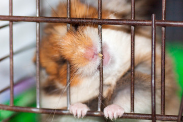 Syrian hamster gnaws inside a cage, eager to freedom