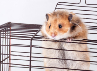 Syrian Hamster trying to escape from the cage