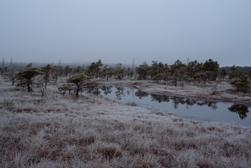 Swamp with small pine trees covered in early morning frost reflecting in small pond. Kemeri national park at sunrise, Latvia. Vintage, retro look with grain.