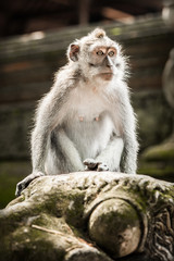 Portrait of long tailed macaque monkeys at sacred monkey forest