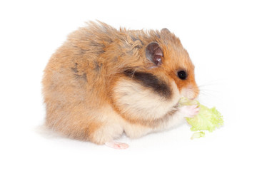 Fluffy Syrian hamster eating broccoli cabbage