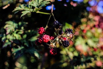 Brombeeren