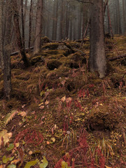 Obraz premium Moody Autumn Forest Located in the Hills. Red Grass, Moss and Leaves. Foggy Morning. Landscape Without People. Tree Roots Protruding From the Grass. Raw Autumn Landscape.