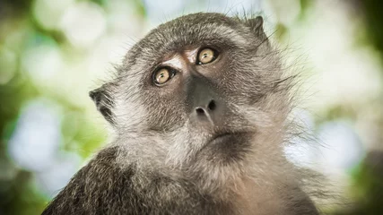 Papier Peint photo autocollant Singe Portrait of long tailed macaque monkeys at sacred monkey forest