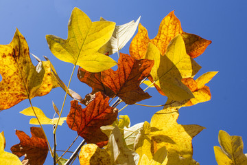 Close up of autumnal maple leaves 