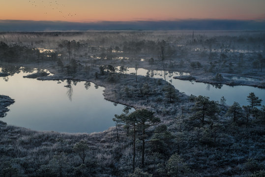 Swamp with small pine trees covered in early winter morning frost reflecting in pond. Kemeri national park at misty dawn, Latvia. Birds flying far away.