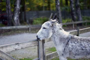 donkey in public park during autumn season.