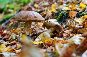 Mushrooms in the grass in autumn. Two mushrooms grow.