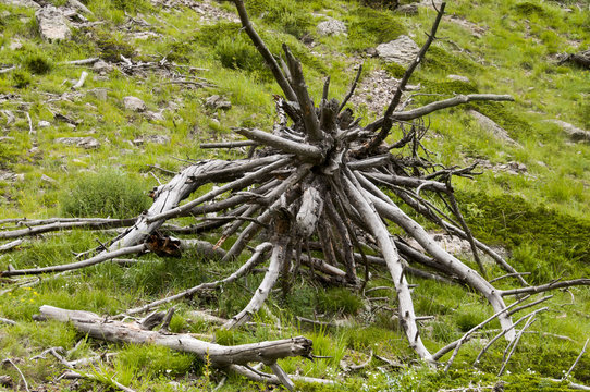 Grey Roots Of The Tree On The Green Grass.