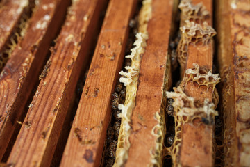 Open beehive with bees are crawling along the hive on honeycomb wooden frame. Apiculture concept