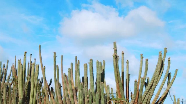 Tall kadushi cacti with bright blue sky background in ABC Islands, Caribbean