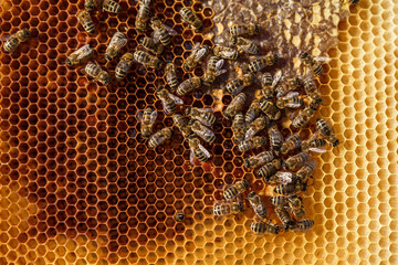 close up honeycomb in wooden frame with bees on it. Apiculture concept