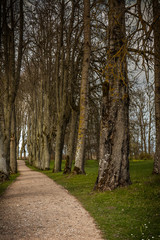 Walking path with no people leading further into the forest.
