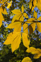 Fototapeta premium Chestnut Tree Leaves in Autumnal colours