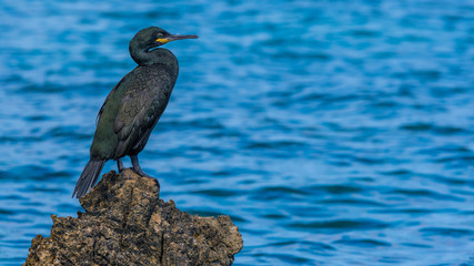 Kormoran auf Mallorca