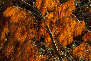 Brightly backlit orange autumn colours on a fallen pine branch 
