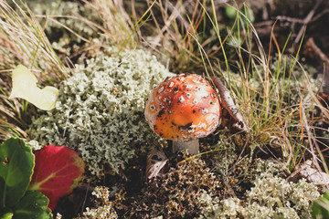 Poisonous Amanita muscaria mushroom in a forest. Closeup of small fly agaric in a grass and moss place, warm colors wood picture of toadstool