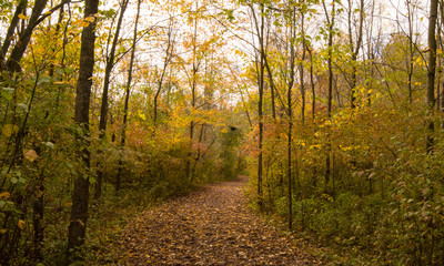 Fototapeta premium Beautiful Autumn Landscape