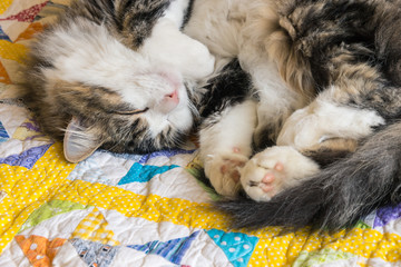 closeup of tabby tomcat sleeping on colourful quilt cover with copy space