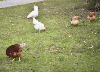 chicken searcing for food in publick park, during autumn season.