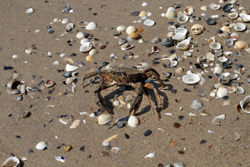 Crab running to the sea on the beach with shells