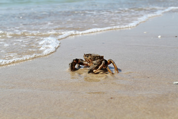 Crab running to the sea along the beach