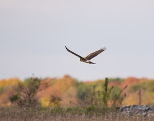 Raptor Bird in Flight