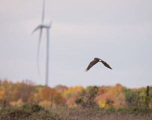 Raptor Bird in Flight