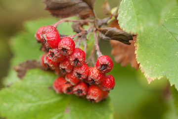 hawthorn berries ripening on a branch in a summer park or forest