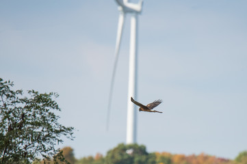 Raptor Bird in Flight
