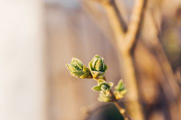 Purple lilac (syringa vulgaris) in the springtime before the flowering, Copyspace for writing, suitable as postcard.