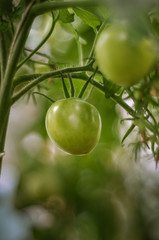 The close-up shot of the tomatoes growing in the garden that are still green. Shallow DOF. Shot in Cesis, Latvia.