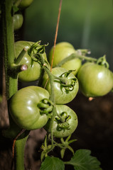 The close-up shot of the tomatoes growing in the garden that are still green. Shallow DOF. Shot in Cesis, Latvia.