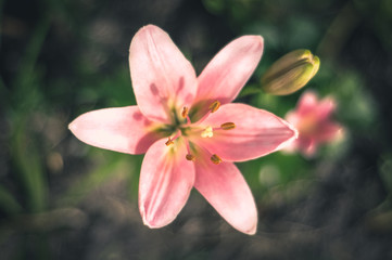 The close-up shot of pink lily growing in the garden. Shallow DOF. Shot in Cesis, Latvia.