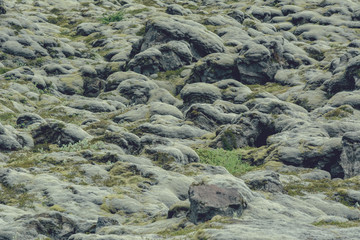 Soft carpet of moss covered stones in Iceland, in summer, vintage effect with some grain