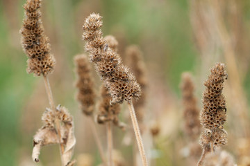 dry faded plant with a funny inflorescence growing in the forest or in the park