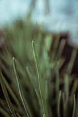 Spring onions in early spring at the kitchen garden. Vintage effect.