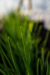 Spring onions in early spring, shallow depth of field. Vivid colours.