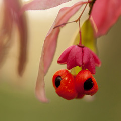 beautiful bright and unusual honeysuckle berries on a branch in the autumn park or in the forest