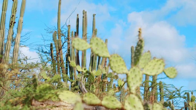 Tall candle cacti with soft focus prickly pear foreground, ABC Islands Caribbean