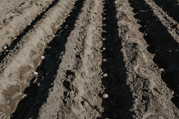 Furrow rows with potatoes in organic field prepared for planting manually. Organic farming.